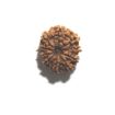 Ten Mukhi Nepali Rudraksha