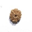 Ten Mukhi Nepali Rudraksha