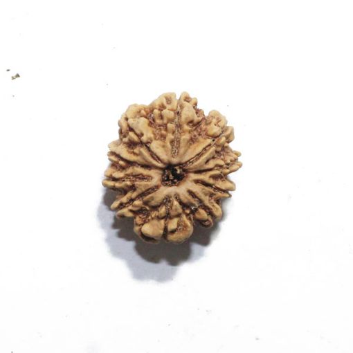 Ten Mukhi Nepali Rudraksha