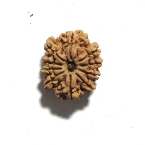 Ten Mukhi Nepali Rudraksha