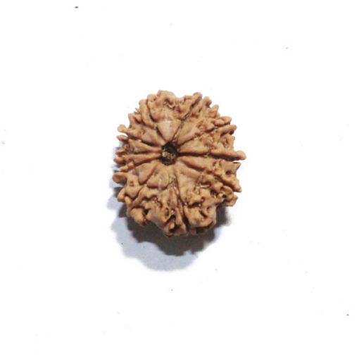 Ten Mukhi Nepali Rudraksha