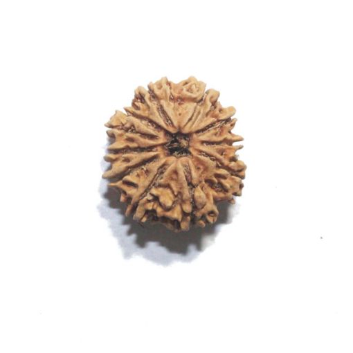 Ten Mukhi Nepali Rudraksha