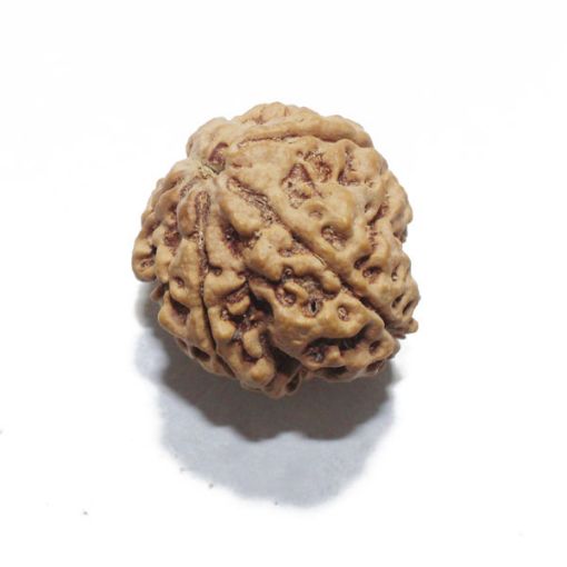 Ganesh Rudraksha