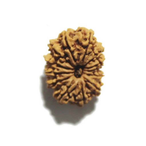 Thirteen Mukhi Nepali Rudraksha