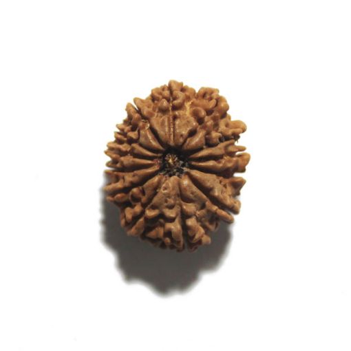 Thirteen Mukhi Nepali Rudraksha