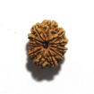 Twelve Mukhi Nepali Rudraksha
