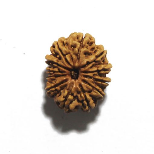 Twelve Mukhi Nepali Rudraksha