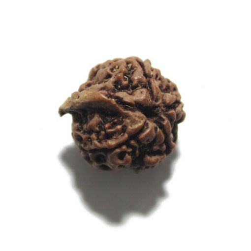 Ganesh Rudraksha