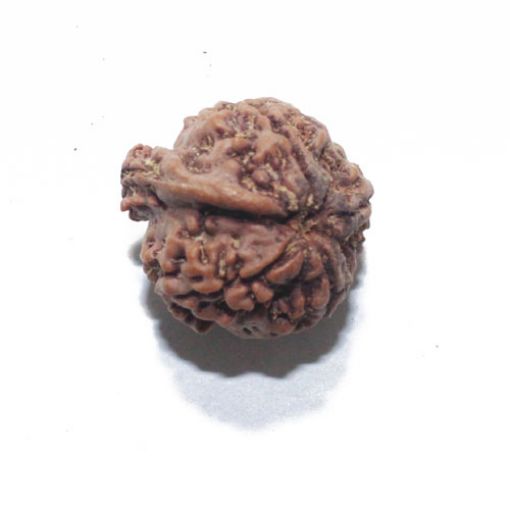 Ganesh Rudraksha