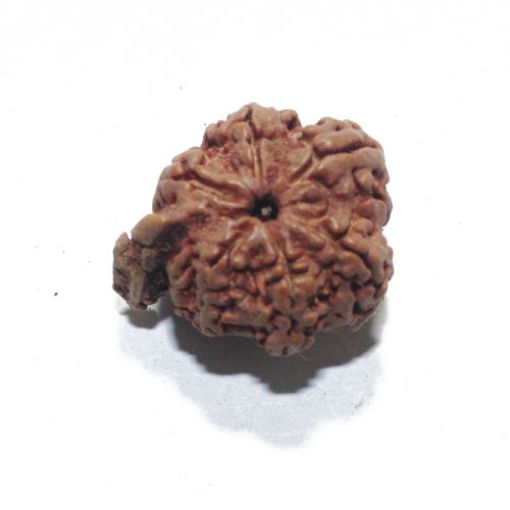 Ganesh Rudraksha