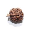 Ganesh Rudraksha