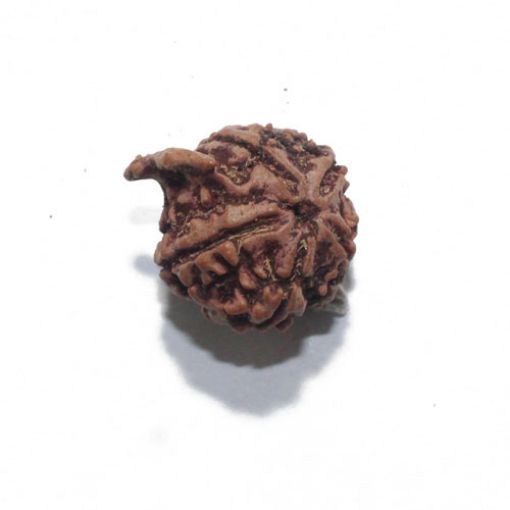 Ganesh Rudraksha
