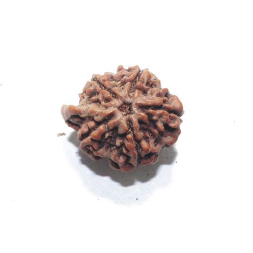 Ganesh Rudraksha