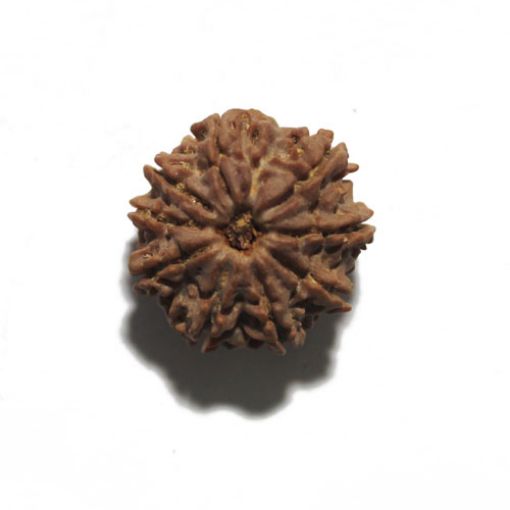 Nine Mukhi Nepali Rudraksha