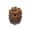 Nine Mukhi Nepali Rudraksha