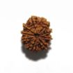 Nine Mukhi Nepali Rudraksha