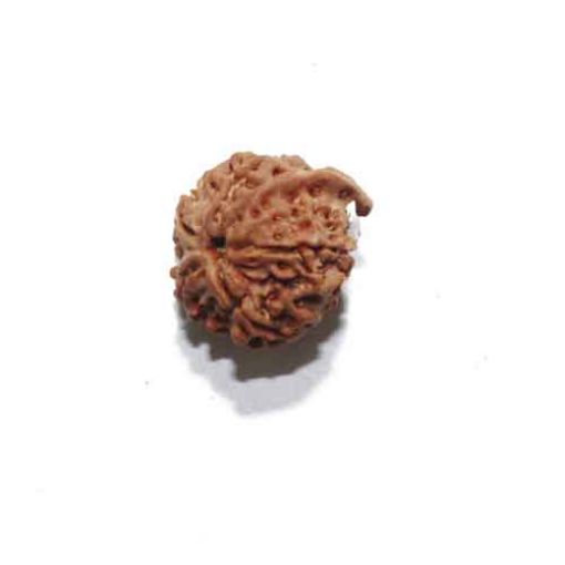 Ganesh Rudraksha