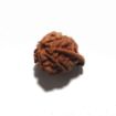 Ganesh Rudraksha