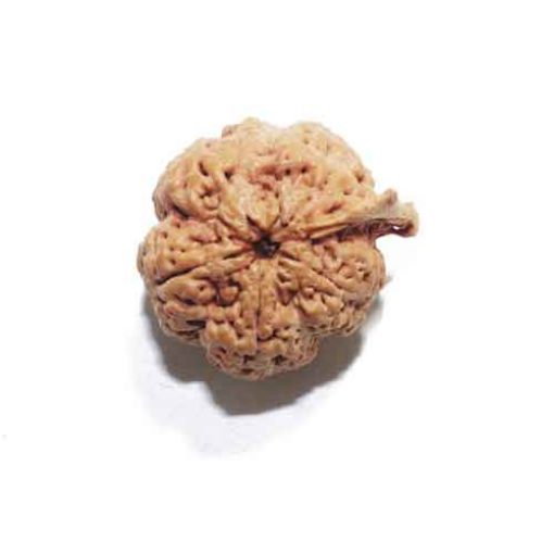 Ganesh Rudraksha