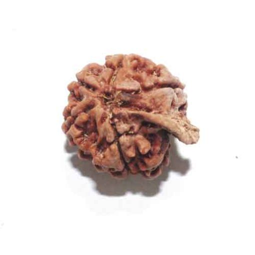 Ganesh Rudraksha