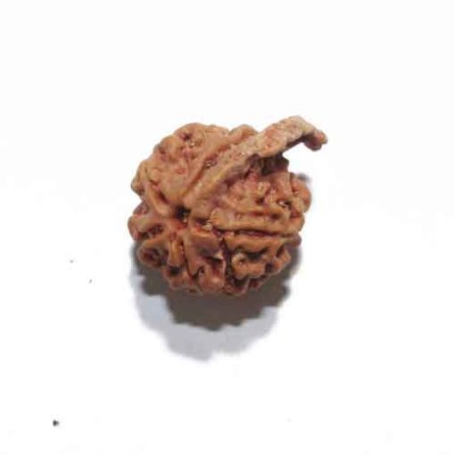 Ganesh Rudraksha