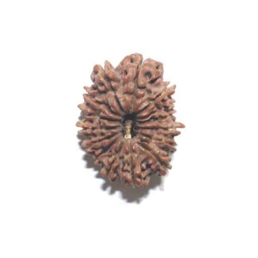Fifteen Mukhi Rudraksha