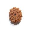 14 Mukhi Nepali Rudraksha