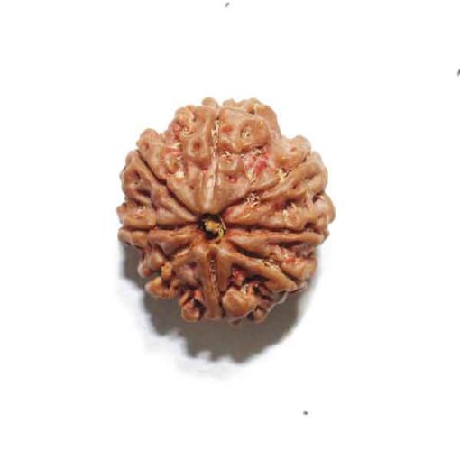 Eight Mukhi Rudraksha