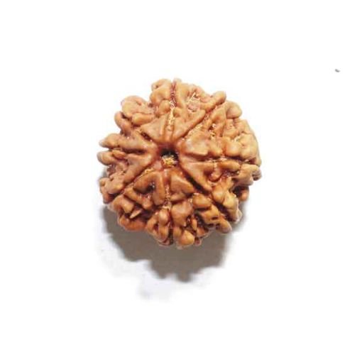 Eight Mukhi Rudraksha