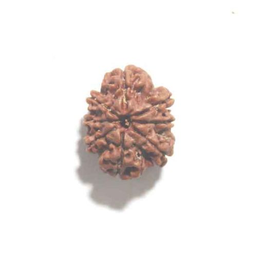 Eight Mukhi Rudraksha