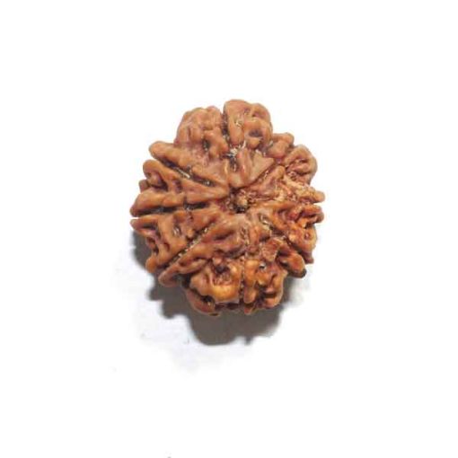 Eight Mukhi Rudraksha