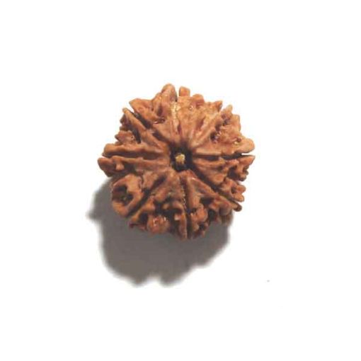 Eight Mukhi Rudraksha