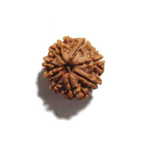 Eight Mukhi Rudraksha