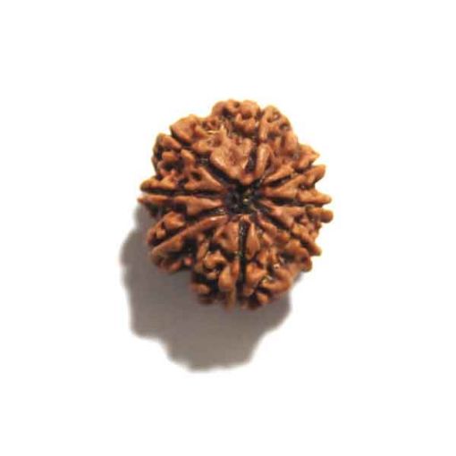 Eight Mukhi Rudraksha