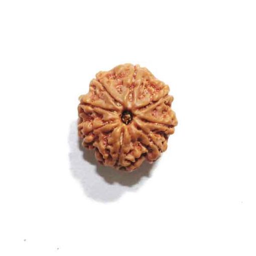 Eight Mukhi Rudraksha