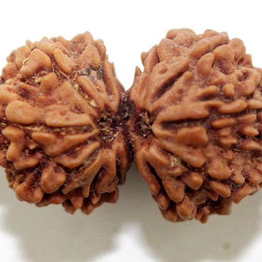 Gauri Shankar Rudraksha