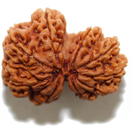 Gauri Shankar Rudraksha
