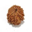 Twelve Mukhi Nepali Rudraksha