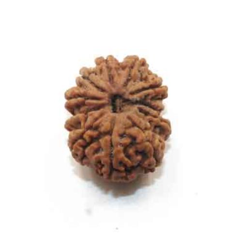 11 Mukhi Nepali Rudraksha