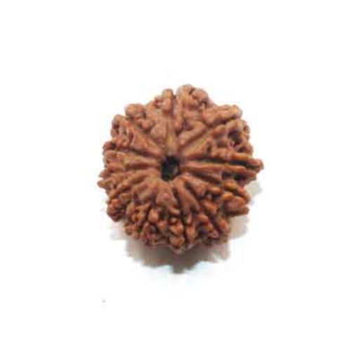 11 Mukhi Nepali Rudraksha