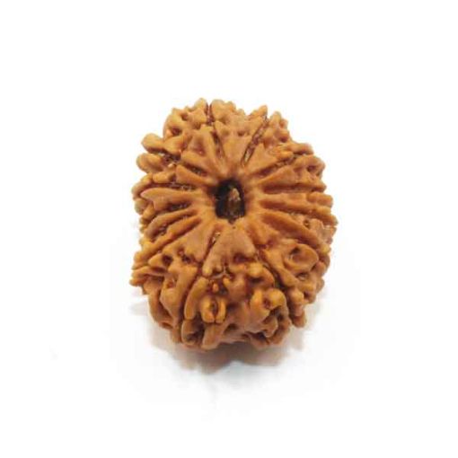 Thirteen Mukhi Nepali Rudraksha