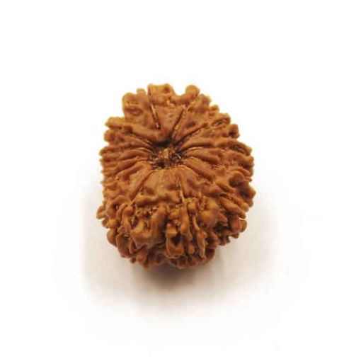 Thirteen Mukhi Nepali Rudraksha