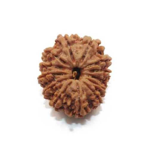Thirteen Mukhi Nepali Rudraksha
