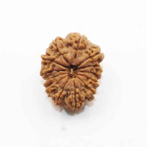 Thirteen Mukhi Nepali Rudraksha