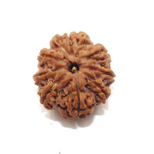 Eight Mukhi Rudraksha