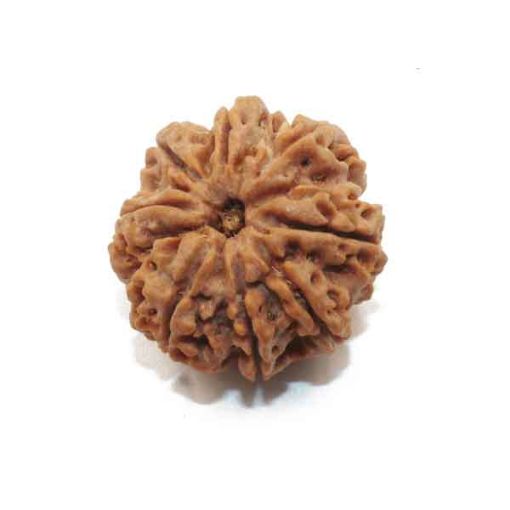Eight Mukhi Rudraksha