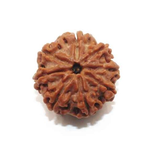Eight Mukhi Rudraksha