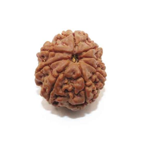 Eight Mukhi Rudraksha
