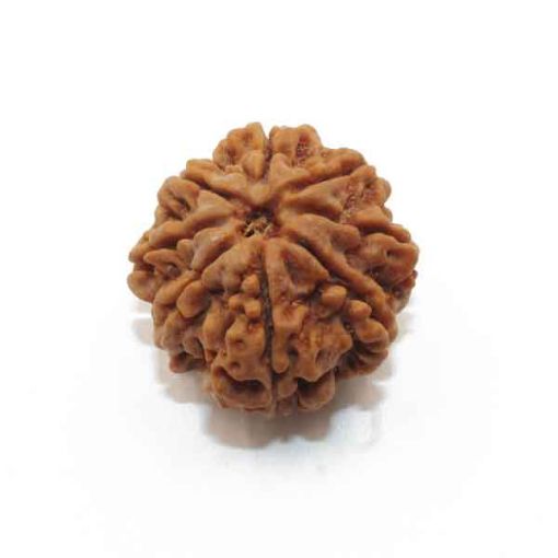 Eight Mukhi Rudraksha