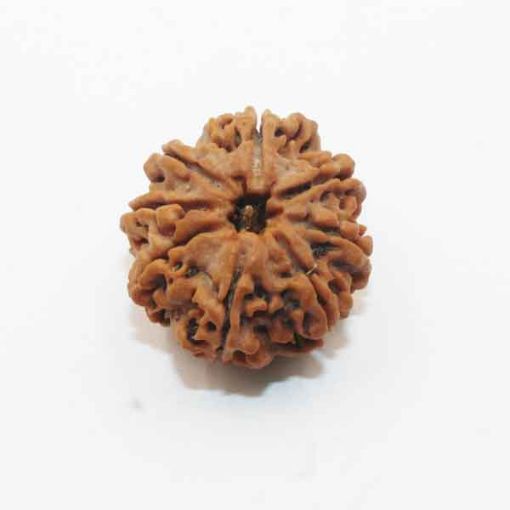 Eight Mukhi Rudraksha